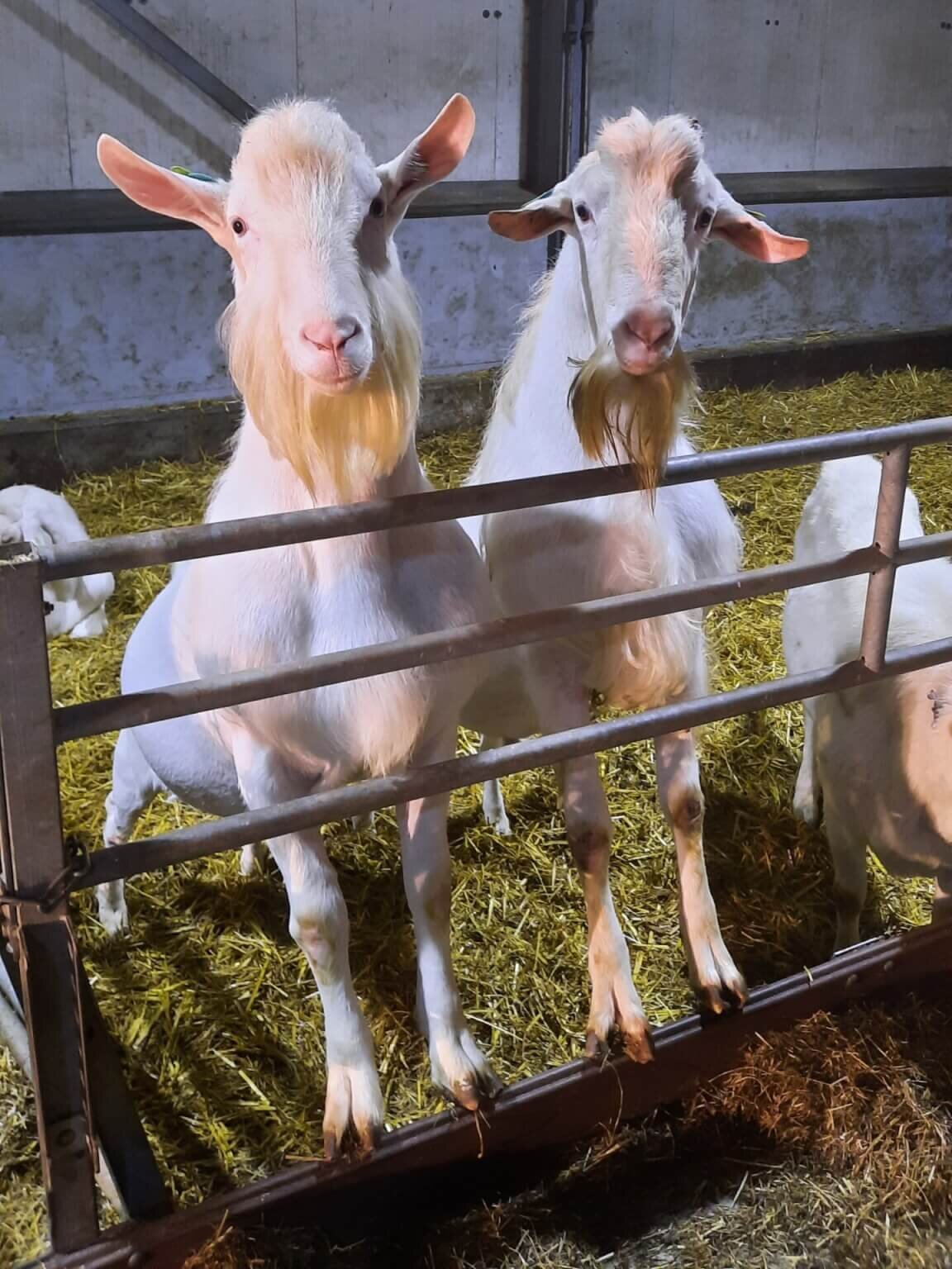 dekseizoen voor geiten